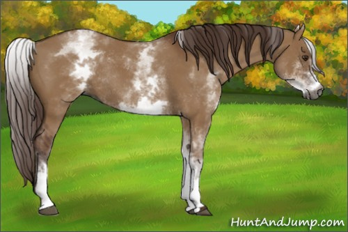 Horse Color:Gray White Spotted Red Dun Rabicano
