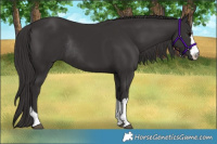 Horse Color:Smoky Black Rabicano 