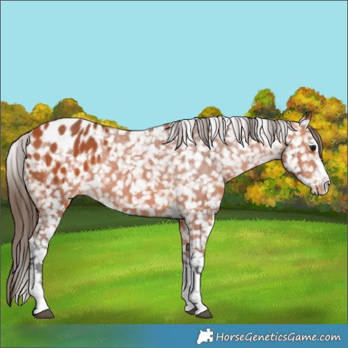 Horse Color:Bay Appaloosa Rabicano