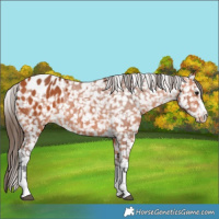 Horse Color:Bay Blanket Rabicano 