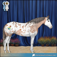 Horse Color:Bay Splash Appaloosa 