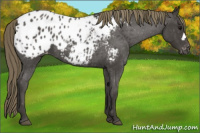 Horse Color:Smoky Blue Roan Appaloosa