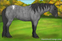 Horse Color:Blue Roan Appaloosa 