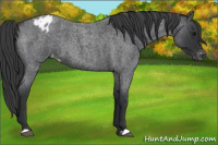 Horse Color:Blue Roan Appaloosa 