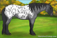 Horse Color:Blue Roan Appaloosa 