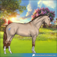 Horse Color:Red Dun