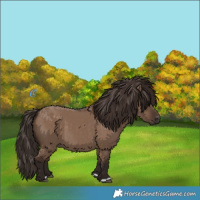 Horse Color:Liver Red Dun 