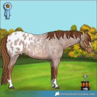 Horse Color:Red Roan Appaloosa 
