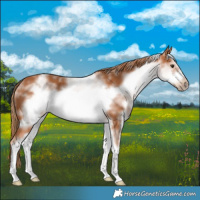 Horse Color:White Spotted Chestnut Sabino Frame
