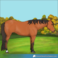 Horse Color:Bay 