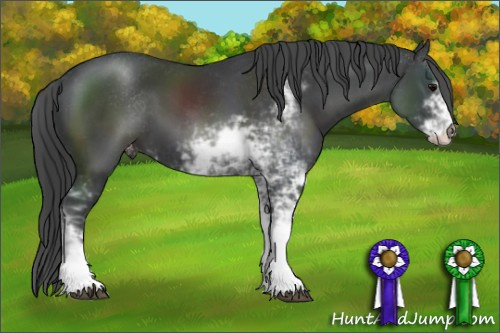 Horse Color:Black Sabino Appaloosa 