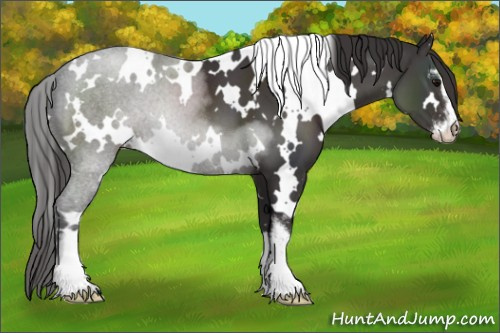 Horse Color:White Spotted Smoky Black Sabino 