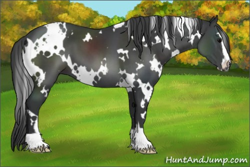 Horse Color:White Spotted Black Sabino 