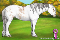 Horse Color:Buckskin Sabino Appaloosa 