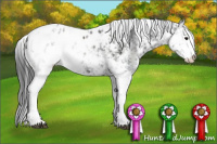 Horse Color:Black Sabino Appaloosa 