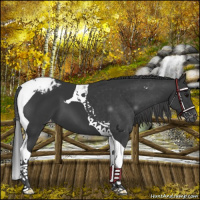 Horse Color:Black Tobiano Blanket 