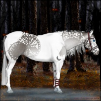 Horse Color:Gray Grullo Splash Tobiano