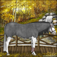 Horse Color:Blue Roan Splash 