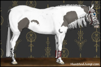 Horse Color:Grullo Splash Tobiano 