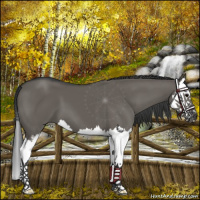 Horse Color:Grullo Sabino Splash 