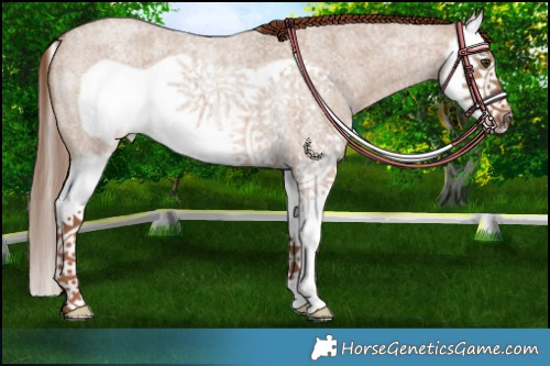 Horse Color:Red Dun Roan Splash Frame 