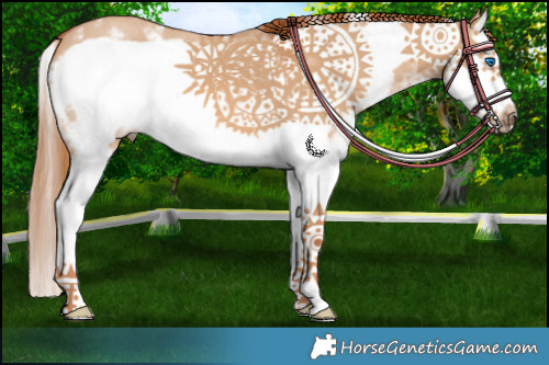 Horse Color:Red Dun Sabino Splash Frame 