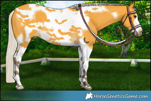 Horse Color:Silver Buckskin Tobiano Frame 