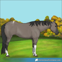 Horse Color:Grullo Tobiano 