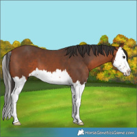 Horse Color:Bay Splash 