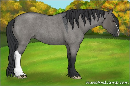 Horse Color:Grullo Roan 