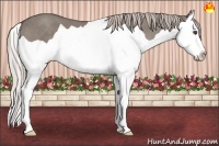 Horse Color:Silver Grullo Splash Frame 