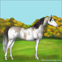 Horse Color:White Spotted Smoky Grullo Splash 