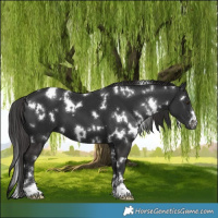 Horse Color:White Spotted Liver Chestnut