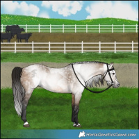 Horse Color:Gray Bay Dun  and Gray Bay Dun Splash 
