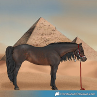 Horse Color:Brown 