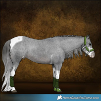 Horse Color:Brown Sabino Tobiano Appaloosa Rabicano 