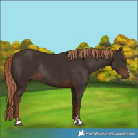 Horse Color:Liver Chestnut Rabicano 