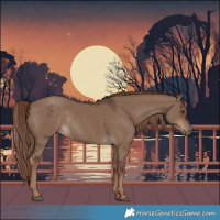 Horse Color:Liver Red Dun Rabicano 