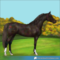 Horse Color:Midnight Bay Varnish 
