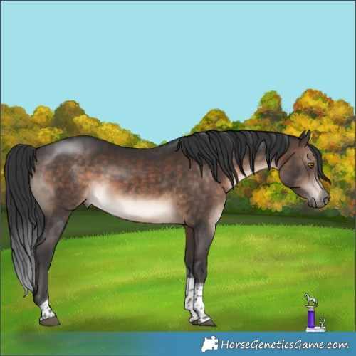 Horse Color:Brown Tobiano 