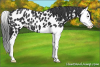 Horse Color:Black Splash Near Leopard 