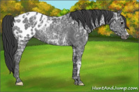Horse Color:Black Ice Near Leopard Rabicano 