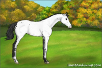 Horse Color:Blue Roan Fewspot 