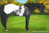 Horse Color:Black Snowcap Rabicano 
