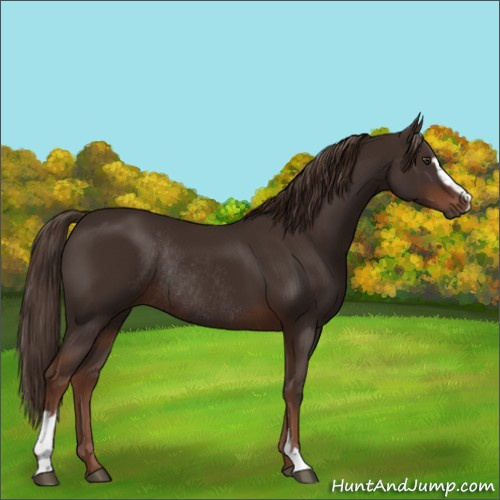 Horse Color:Liver Chestnut Sabino Rabicano 