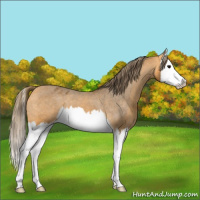 Horse Color:Buckskin Splash Appaloosa