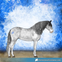 Horse Color:White Spotted Black