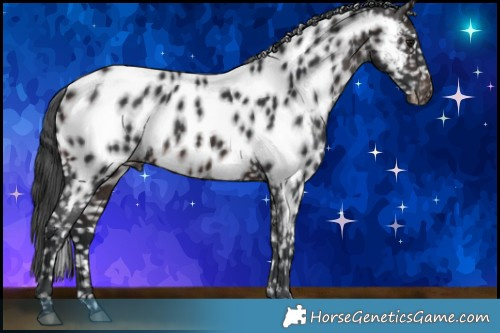 Horse Color:Brown Appaloosa