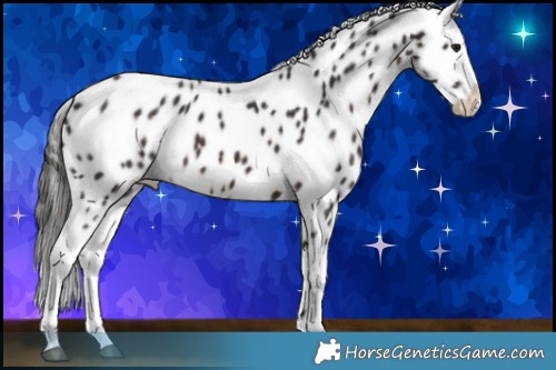 Horse Color:Brown Appaloosa 