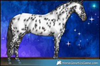 Horse Color:Brown Appaloosa 